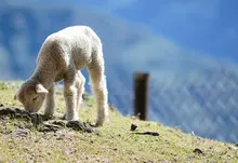 lamb baby animals 1920x1200 wallpaper Art HD Wallpaper